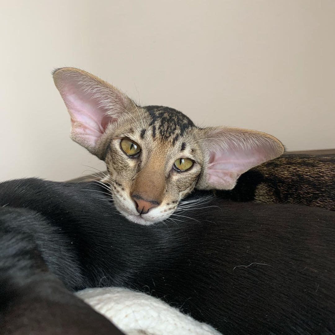 Сколько живут ориентальные кошки