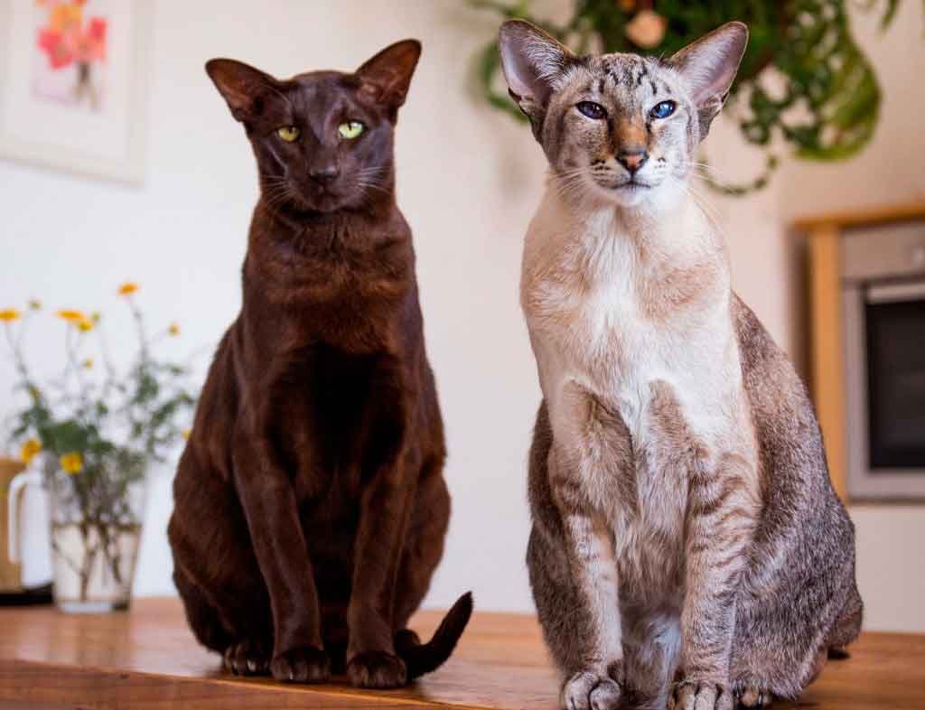 Ориентальная короткошерстная