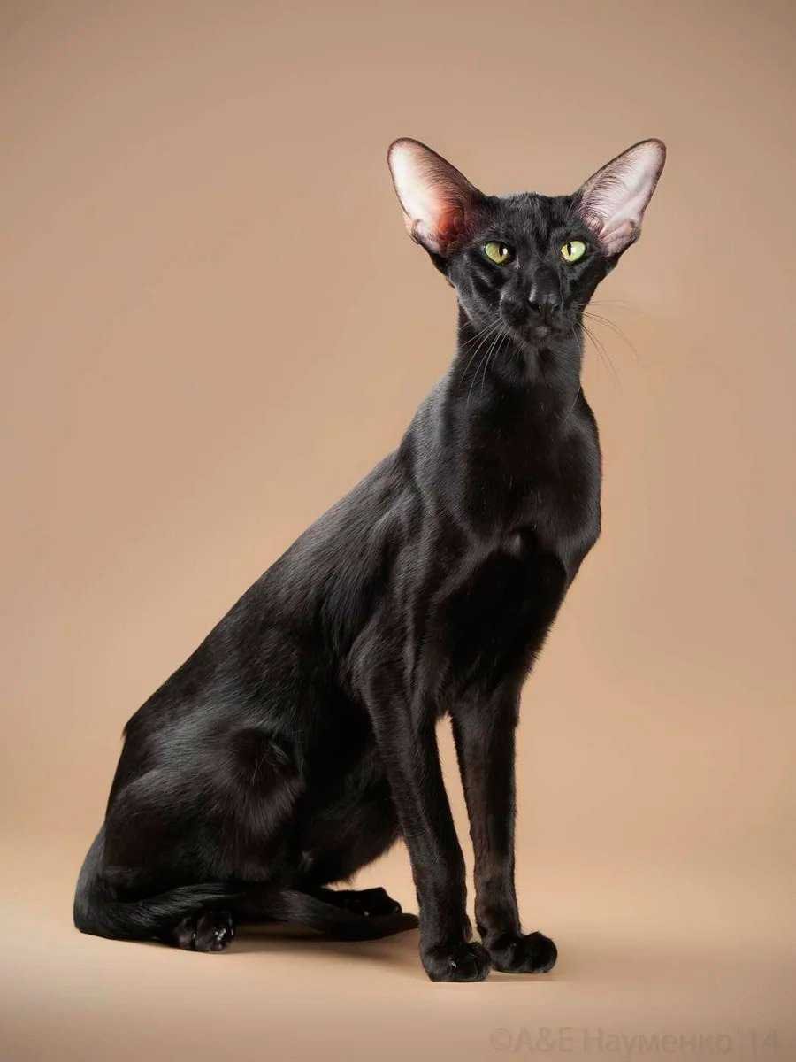 Ориентальная короткошерстная кошка