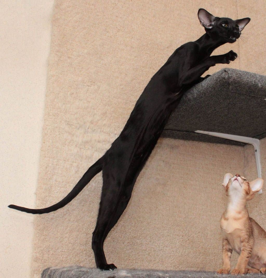 Ориентал Гавана взрослая кошка