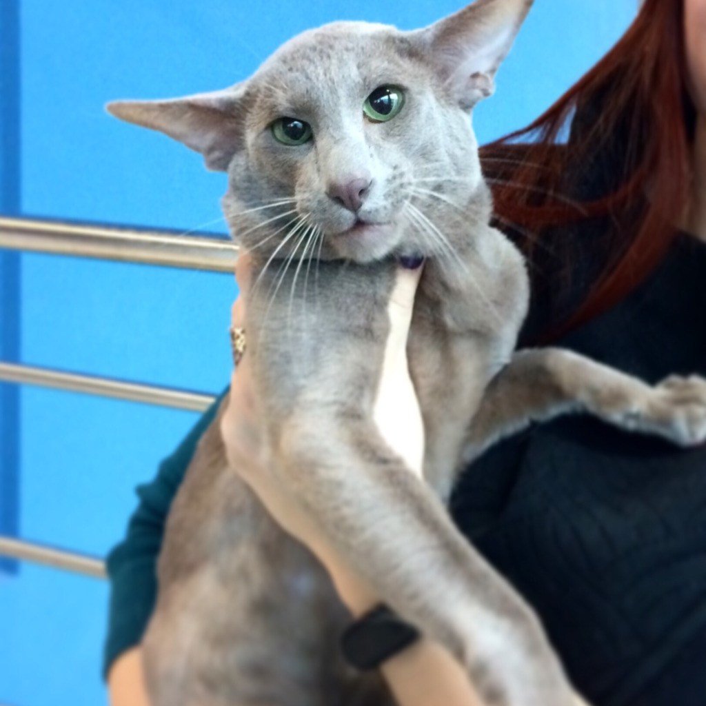 Ориентальный кот Эльф