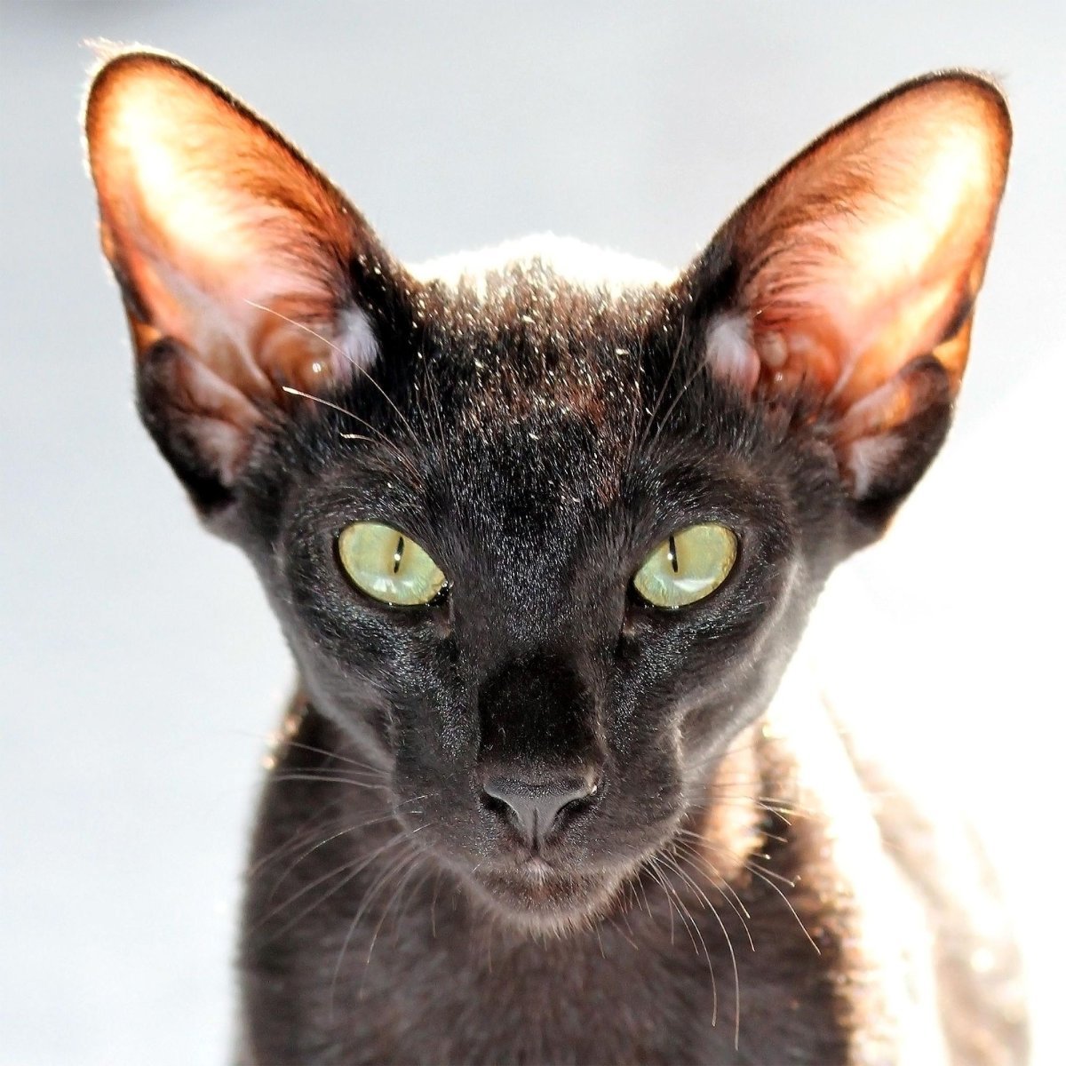 Ориентальный кот