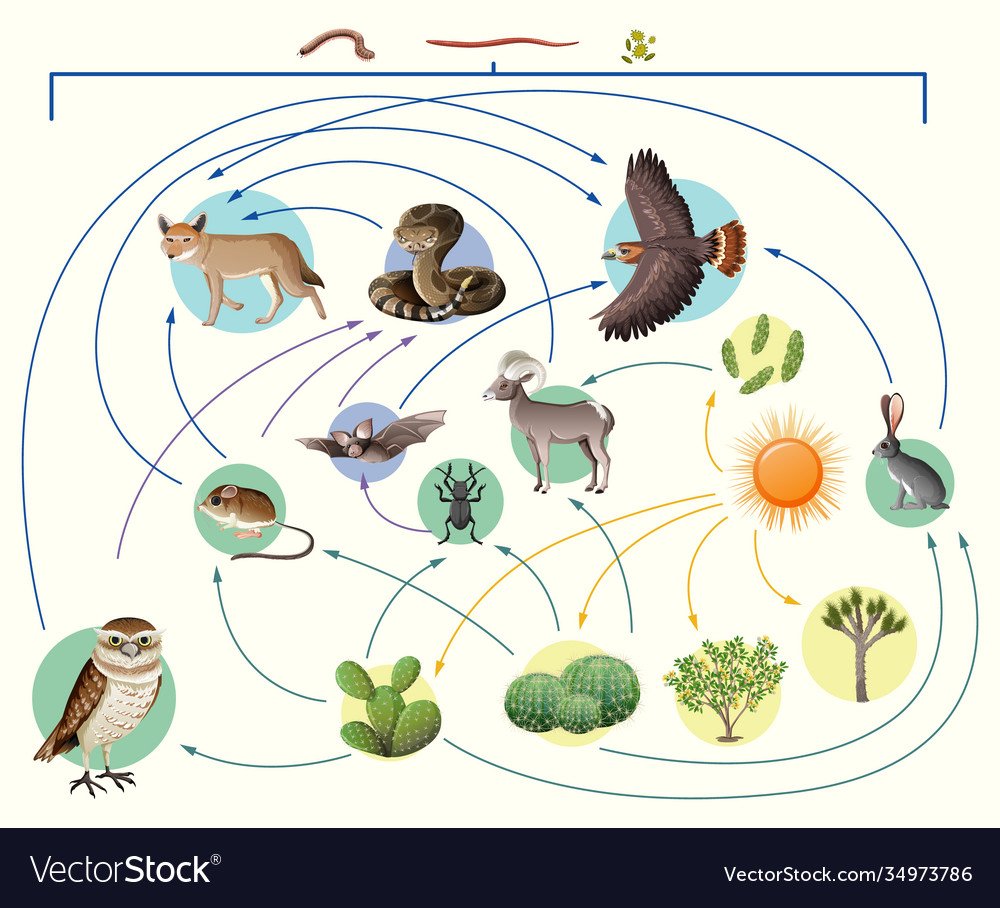 Пищевая цепь картина