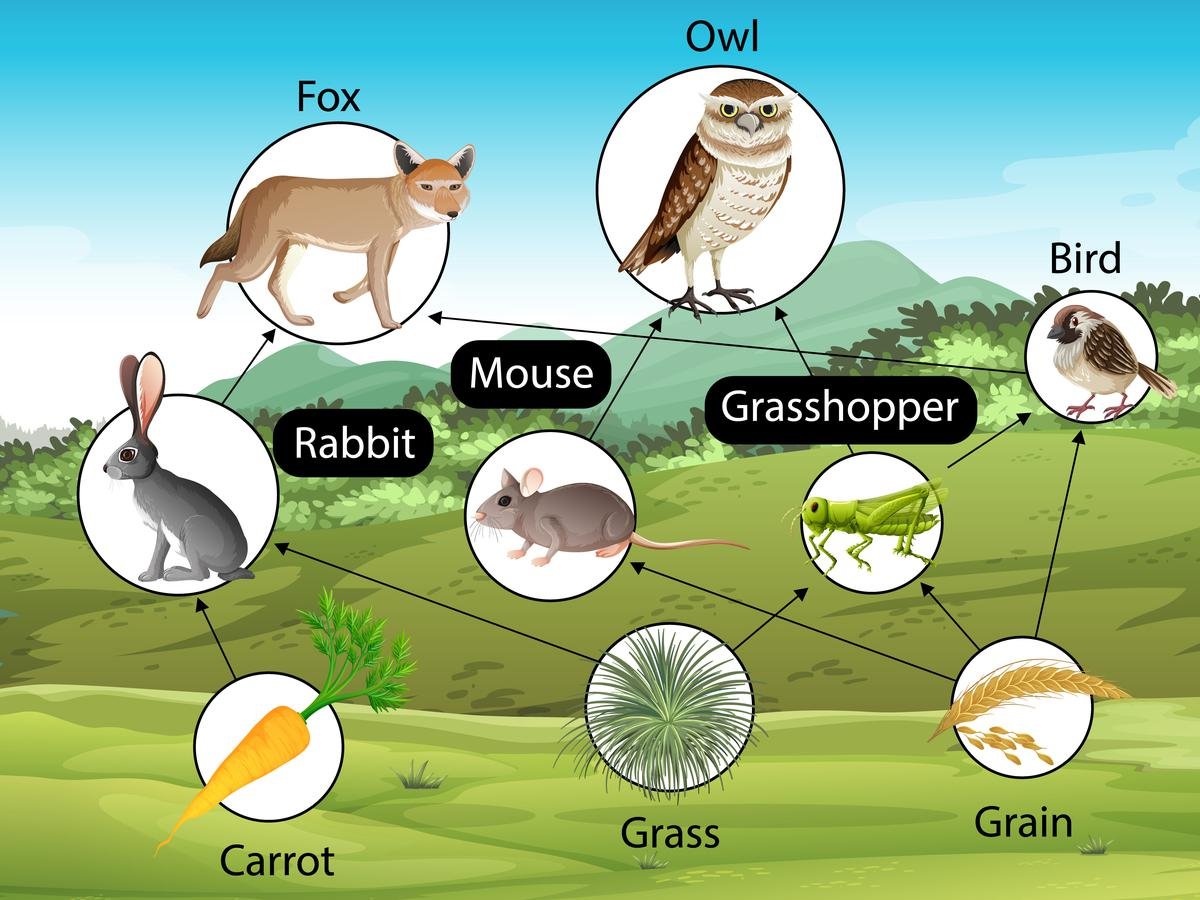 Пищевая цепочка птиц