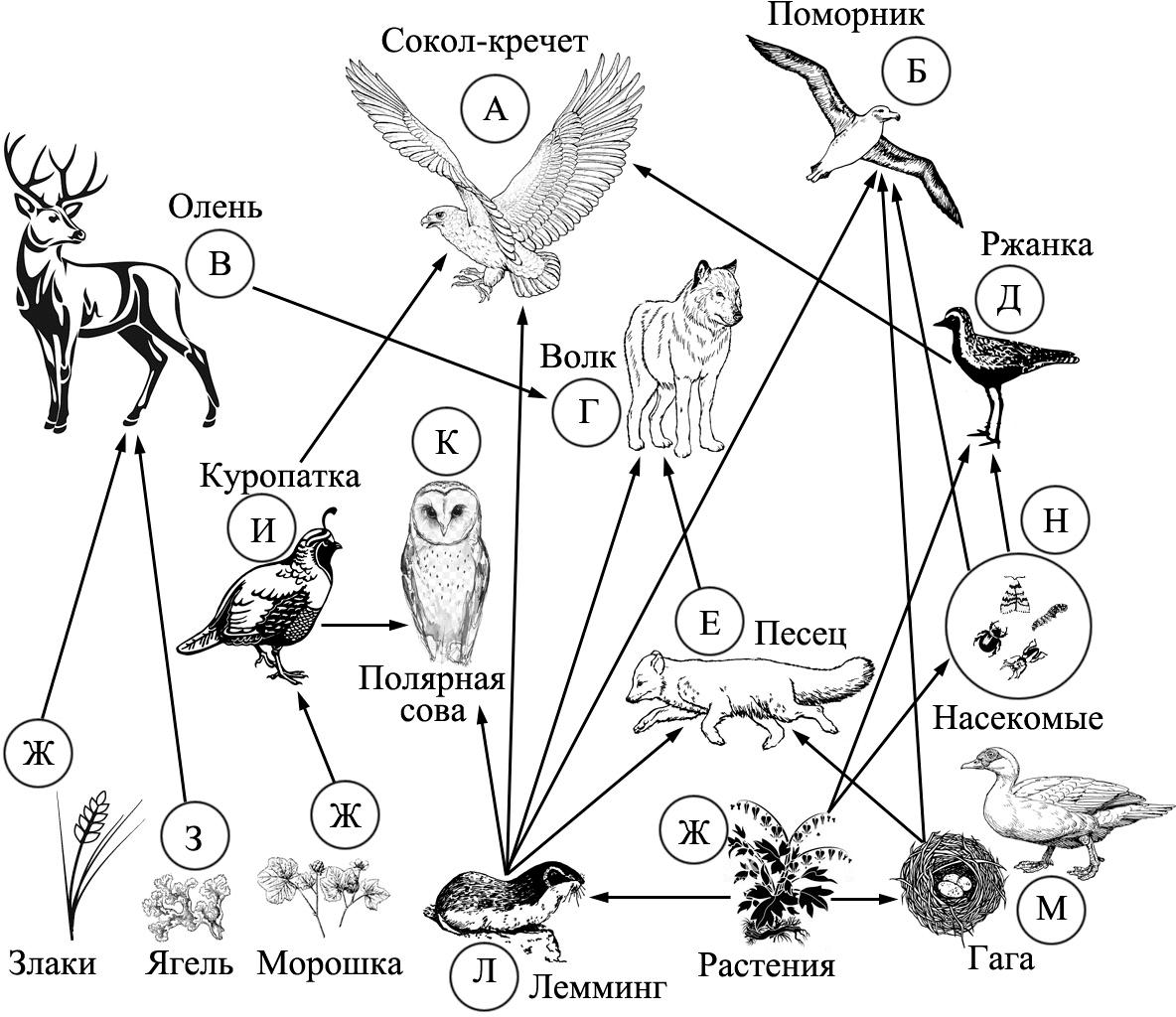 Пищевая сеть тундры схема