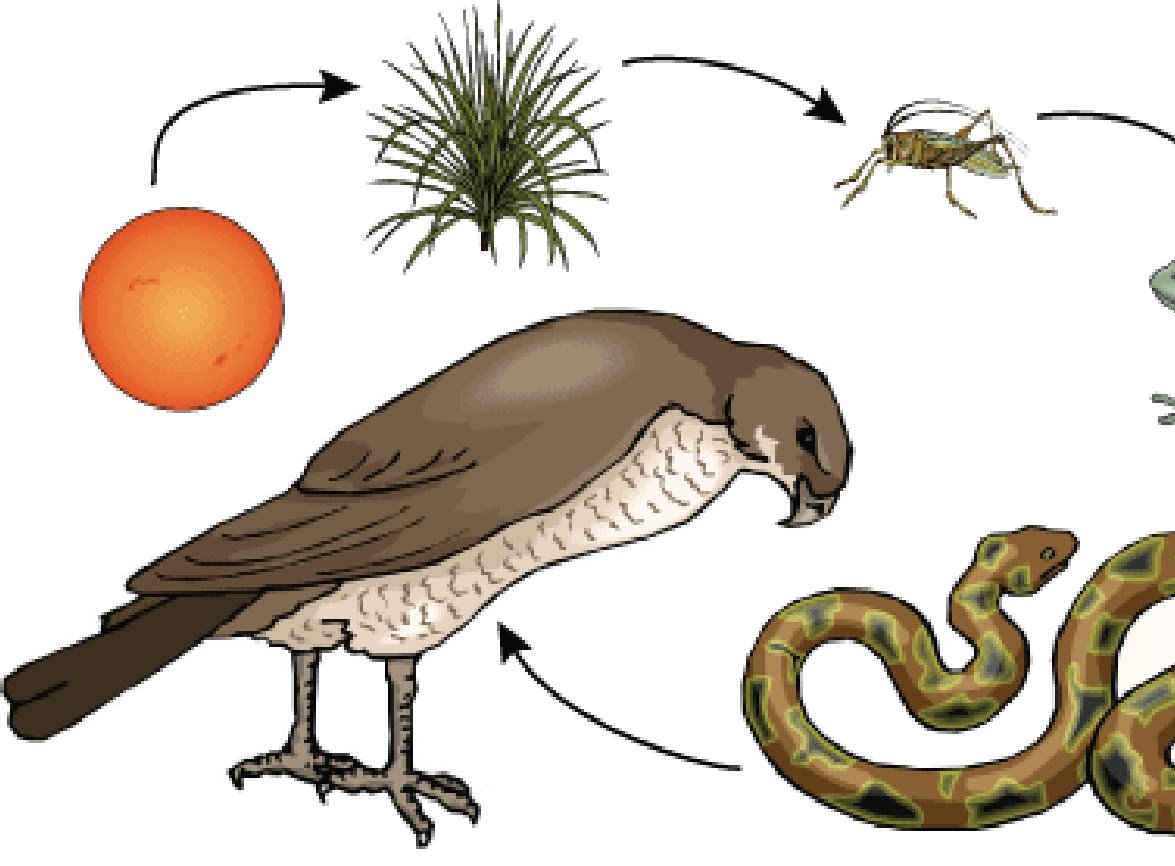 Пищевая цепочка с ястребом