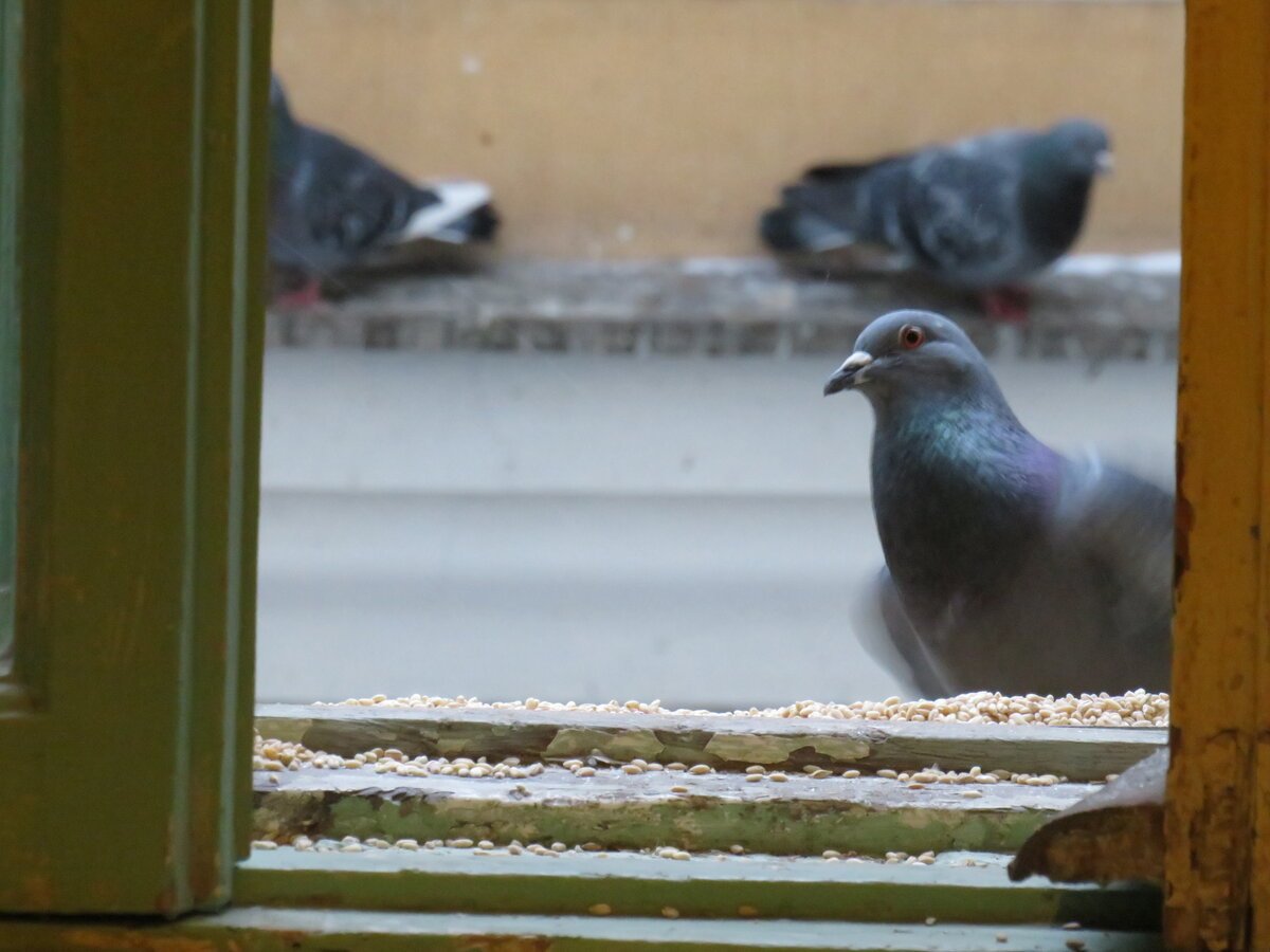 Разведение кормления шалевых голубей