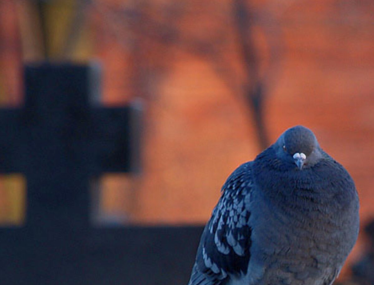 Горлица Эстония