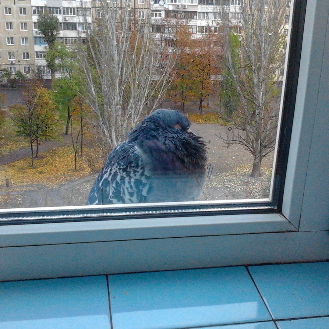 Птицы на подоконнике зимой