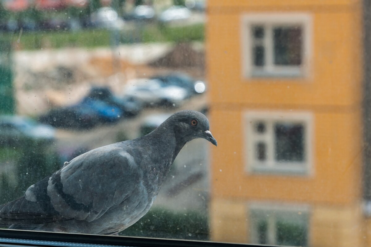 Голубь прилетел