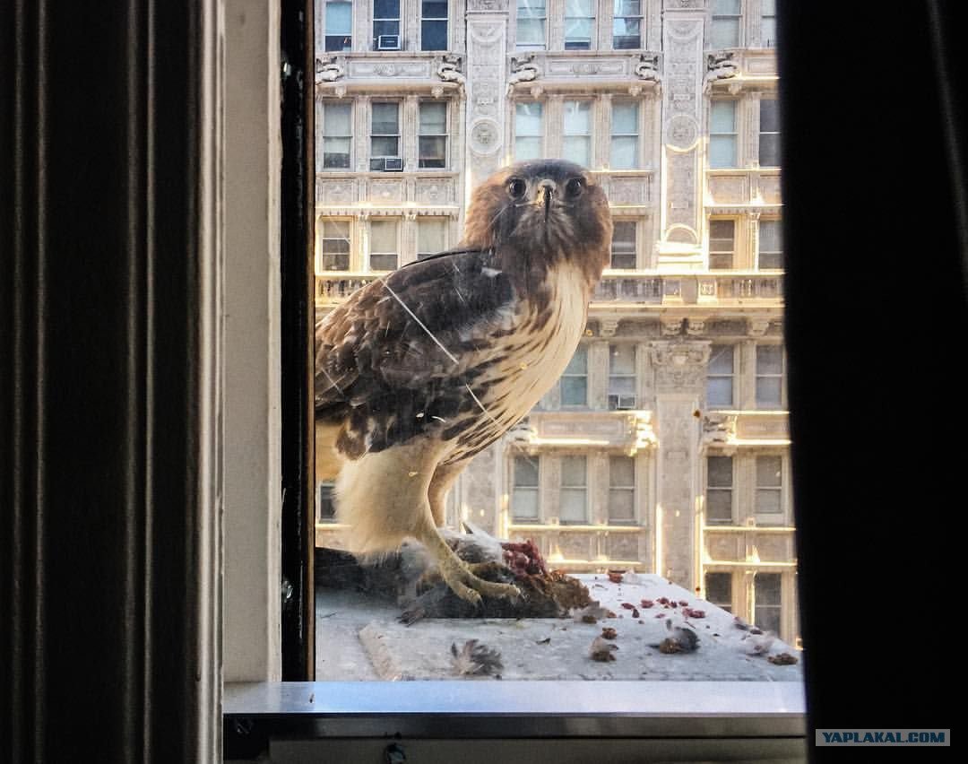 Голубь на карнизе