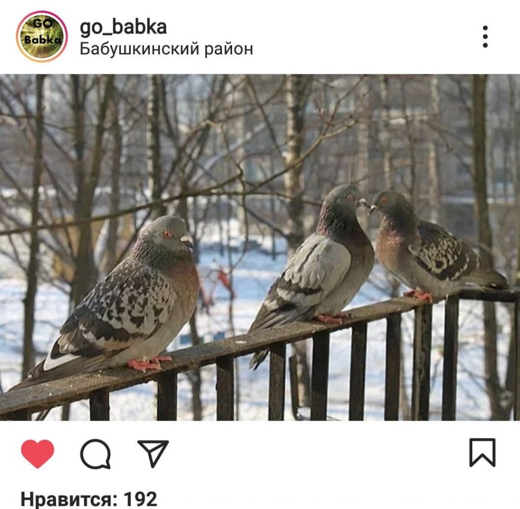 Домик для голубя на балконе