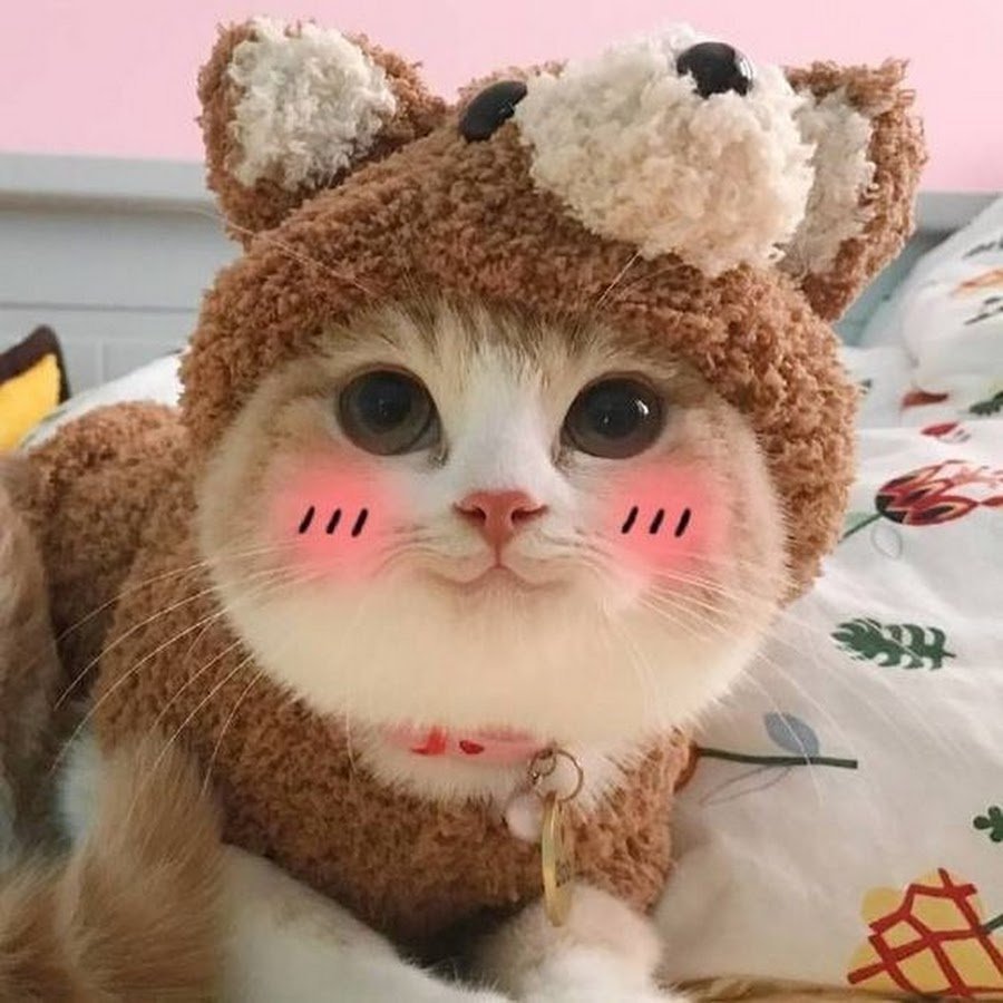 Милый кот в шапочке
