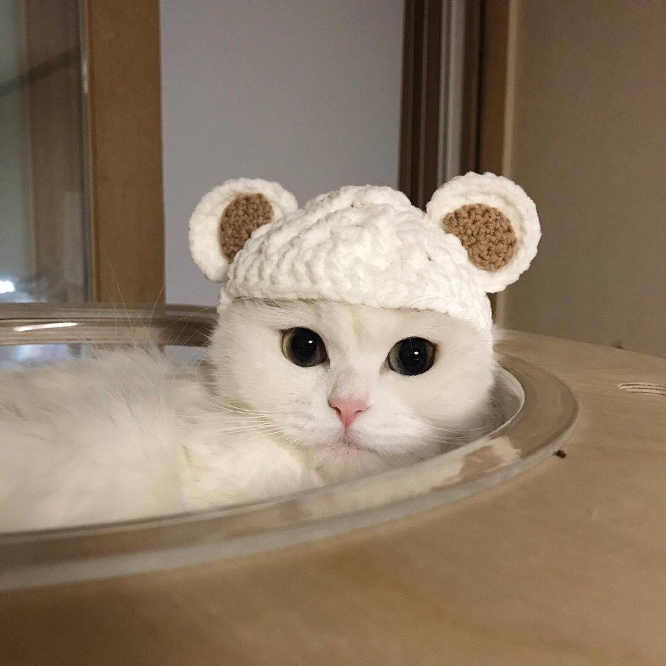 Кот в шапке