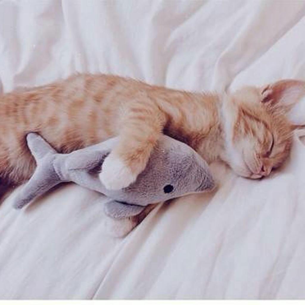 Котенок спит