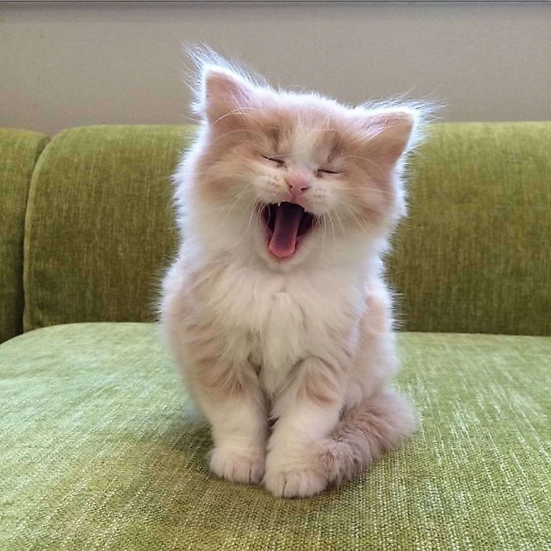 Милый кот