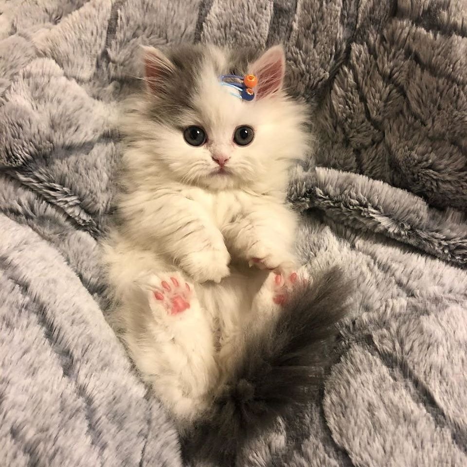 Котята милые и пушистые