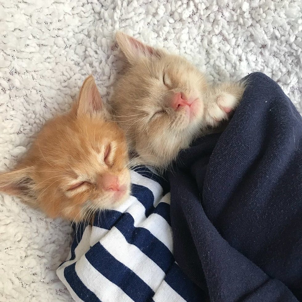 Котики милашки