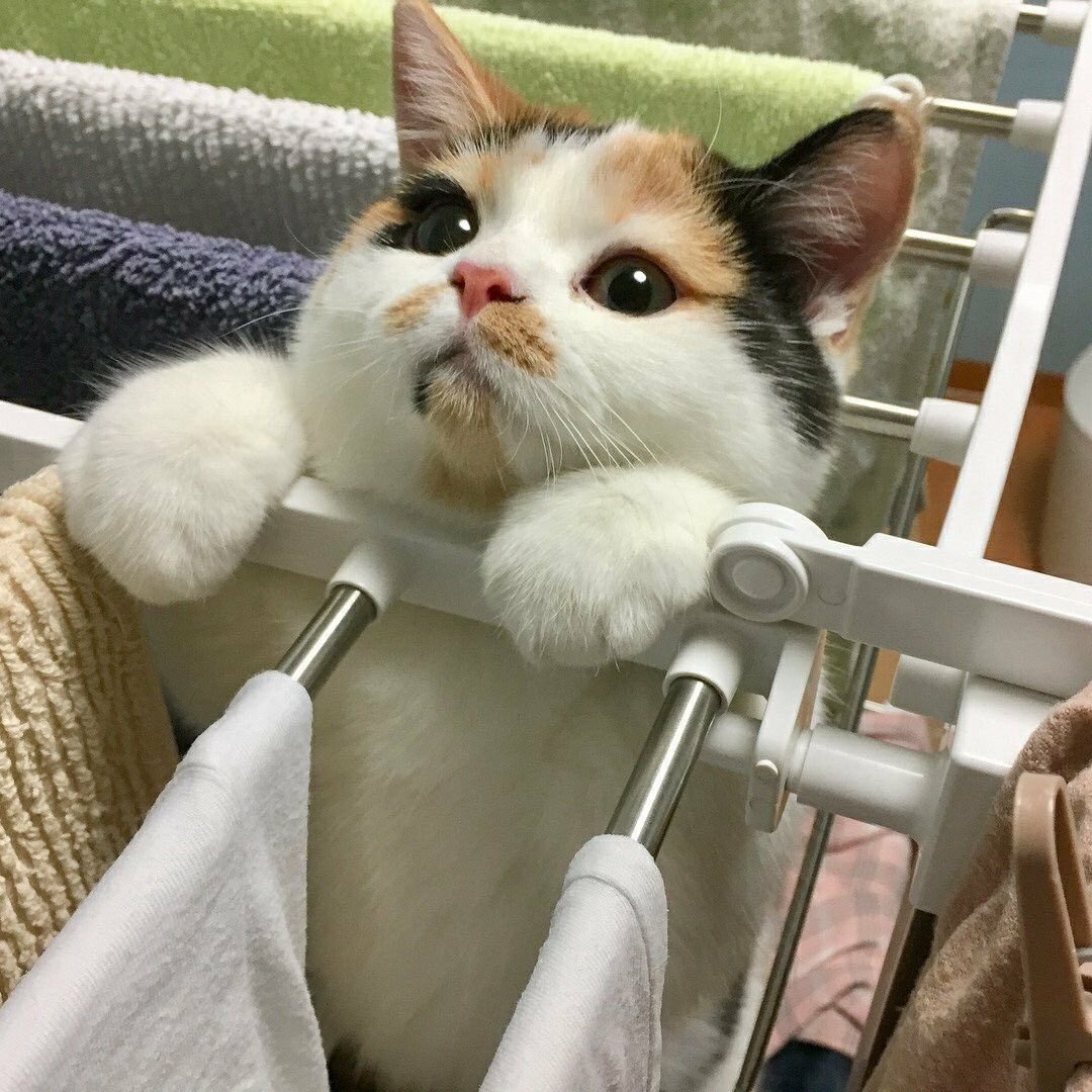 Котики Эстетика