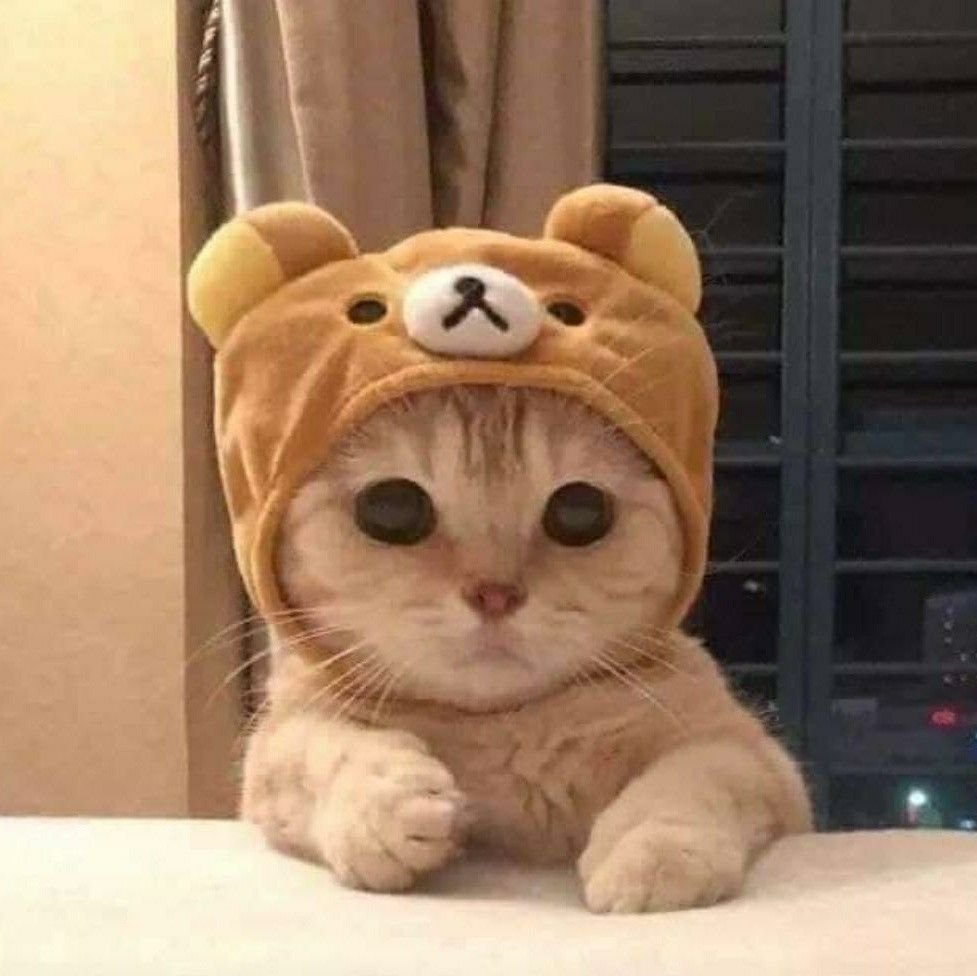 Милые котики в шапках