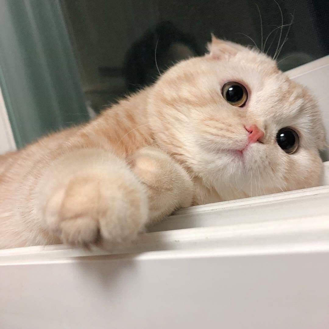 Пикчи с котиками