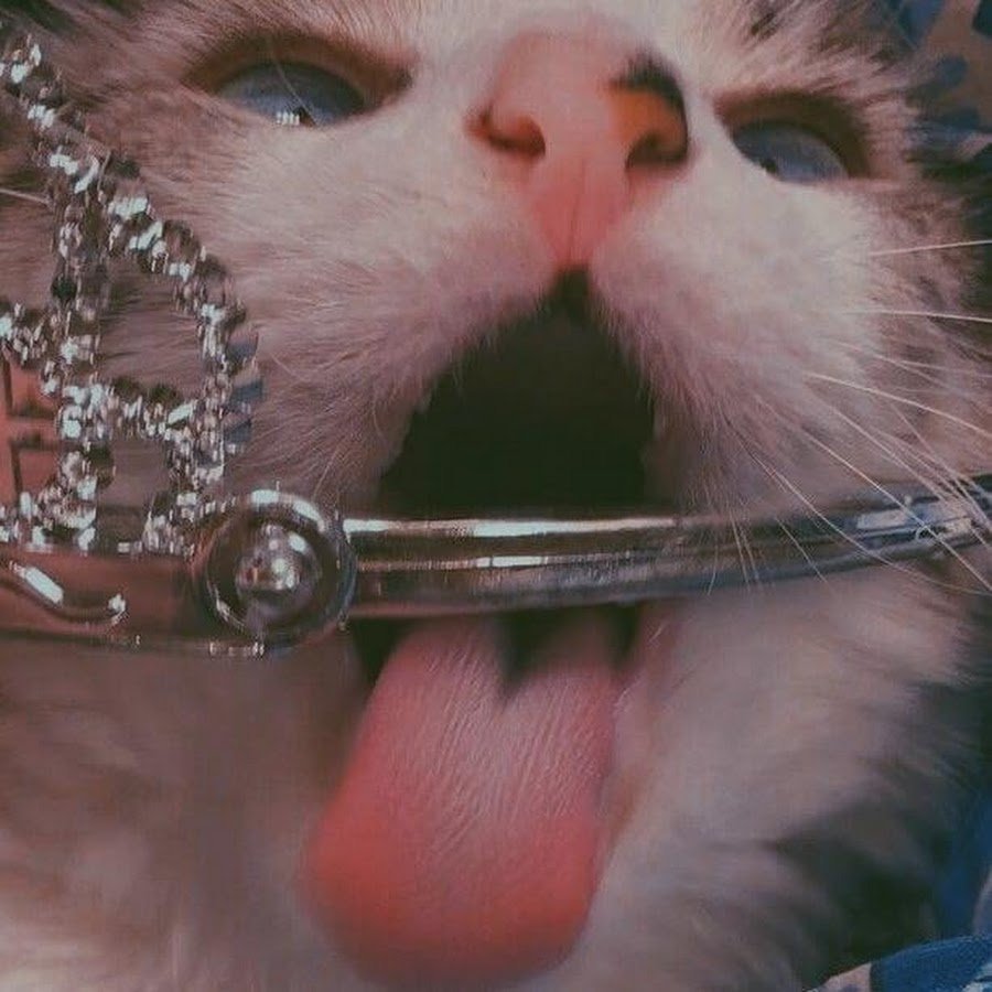 Смешные котики Эстетика