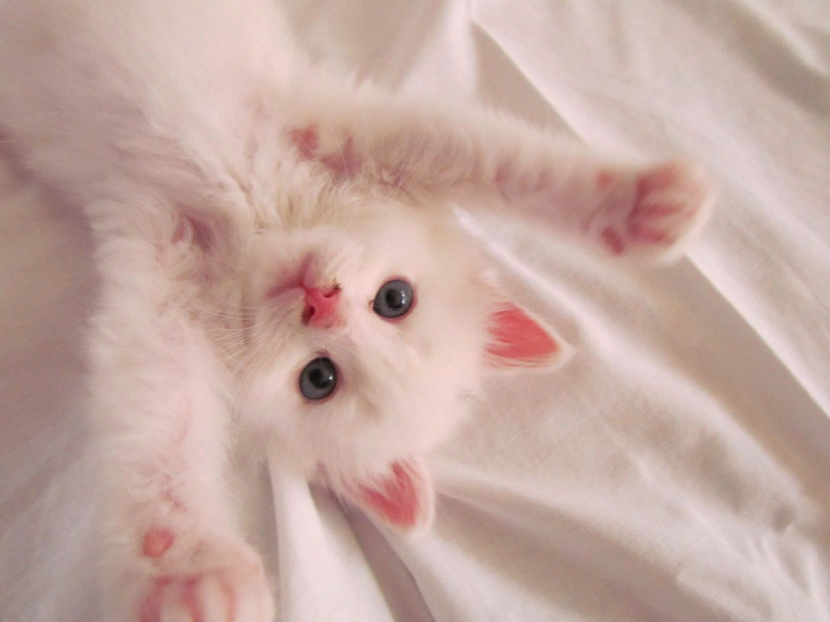 Милые котики
