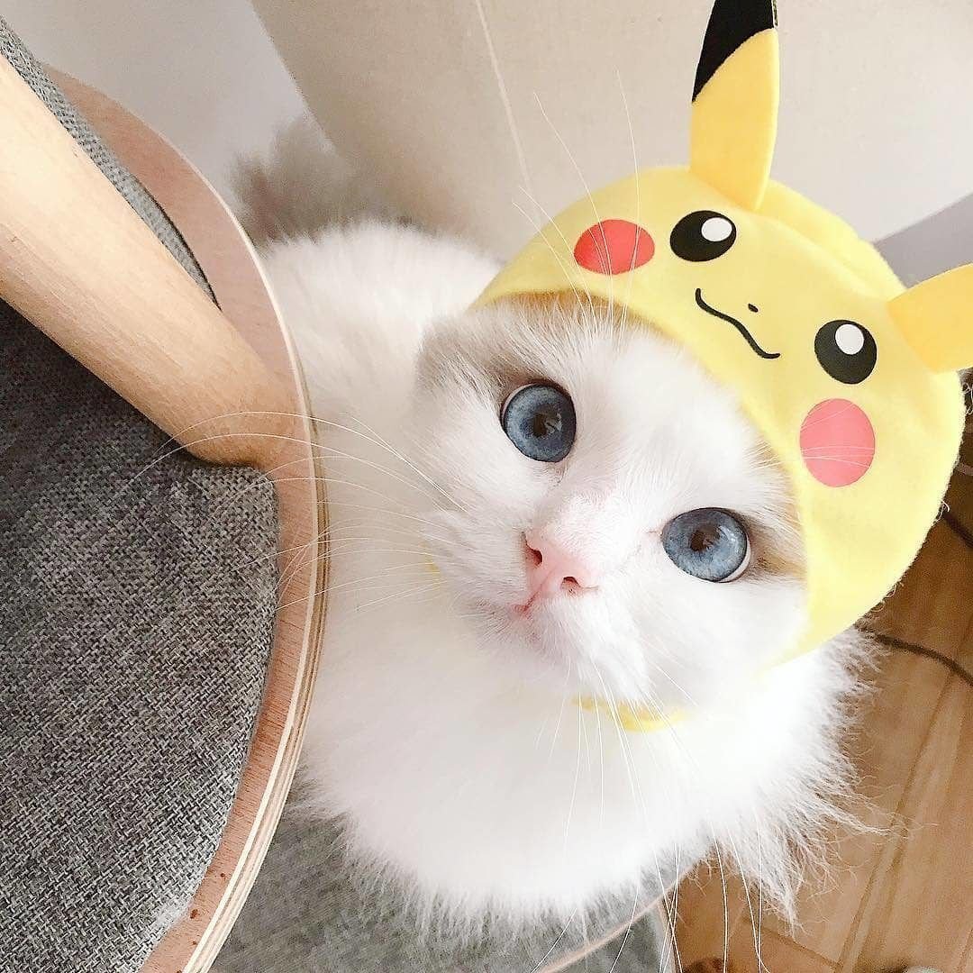 Няшный котик в шапочке