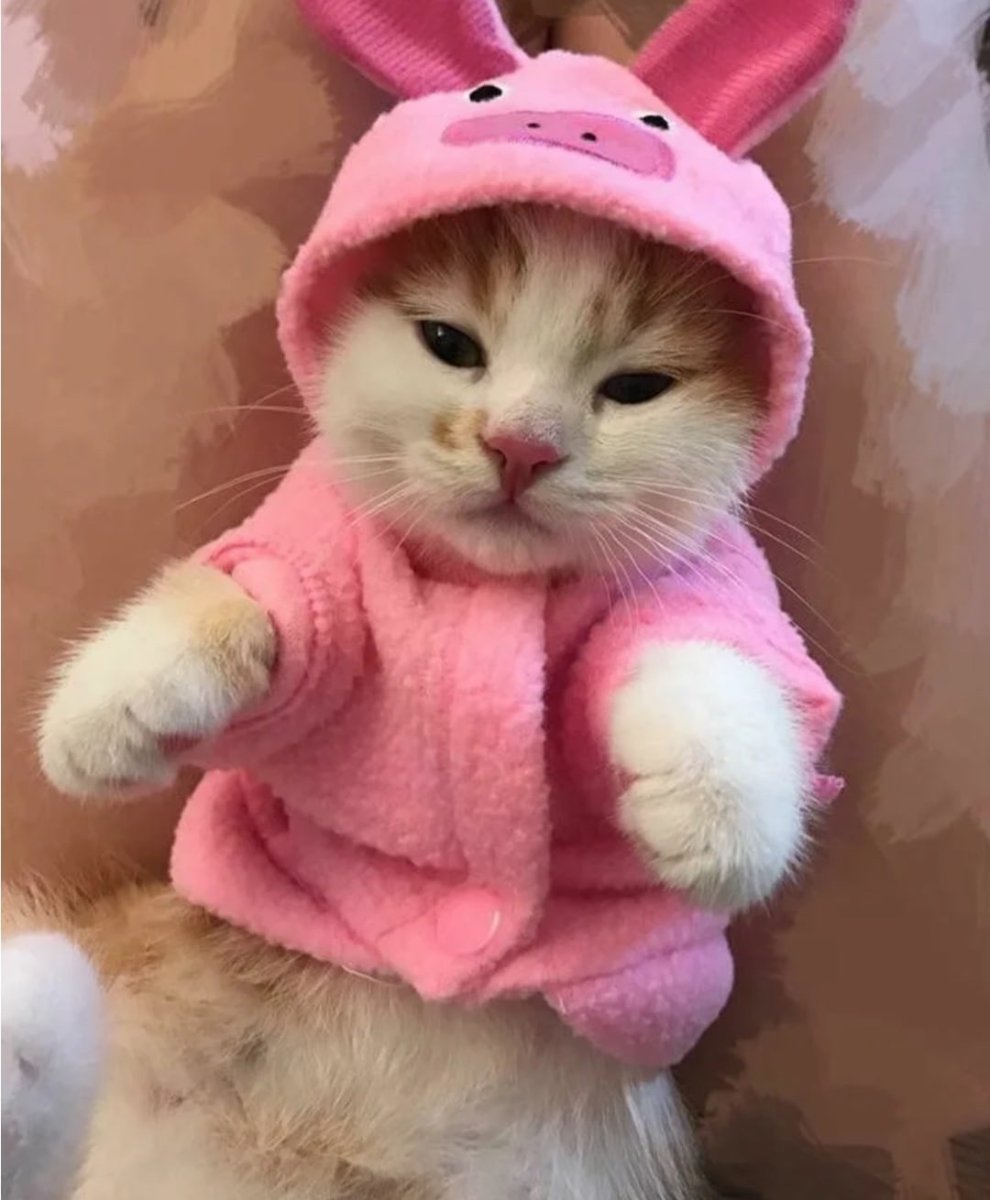 Розовые коты милые