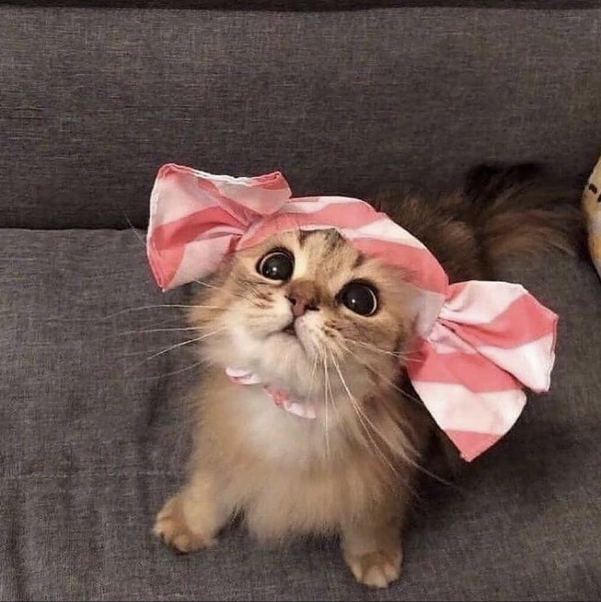 Кошка с бантом