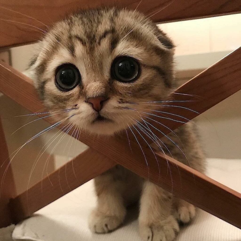 Милый кот
