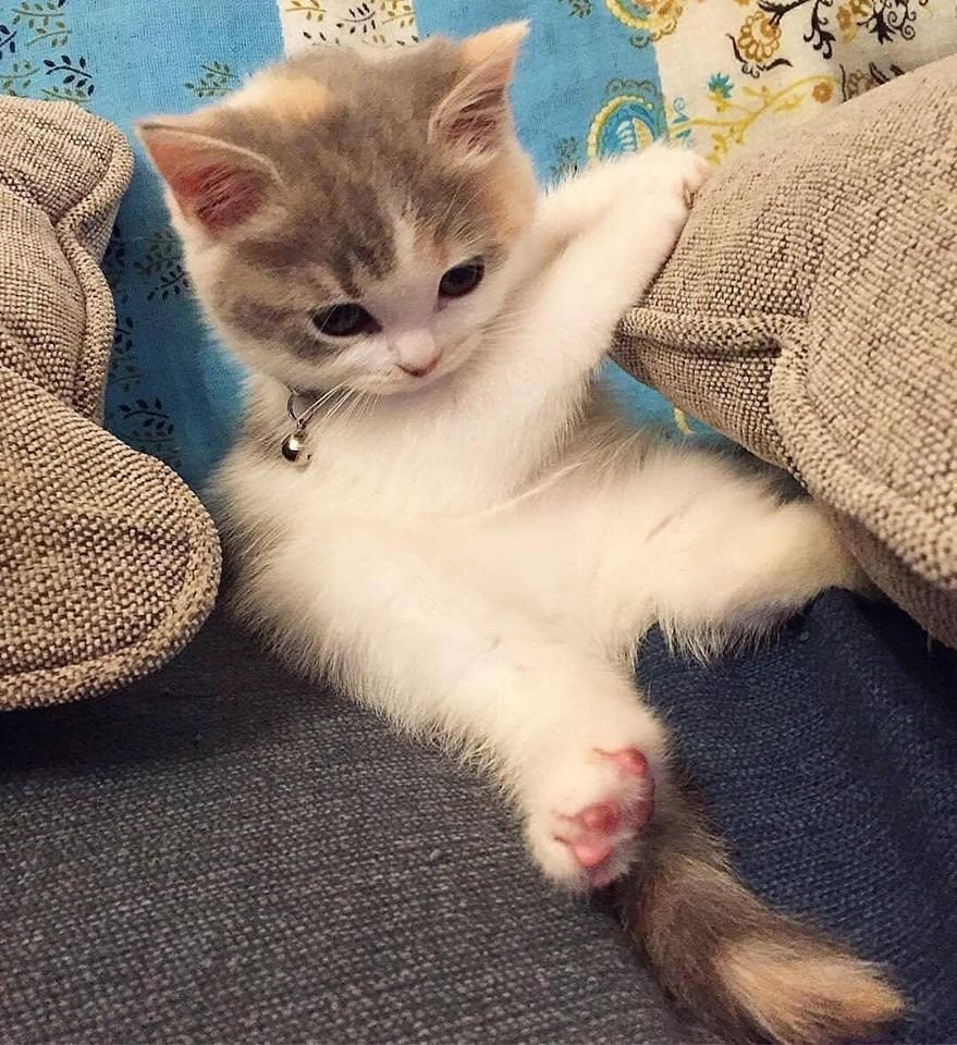 Милые котята