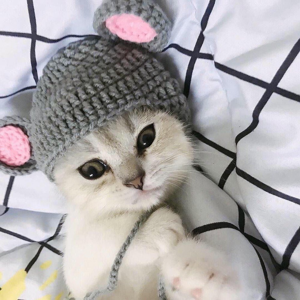 Милые котики в шапках