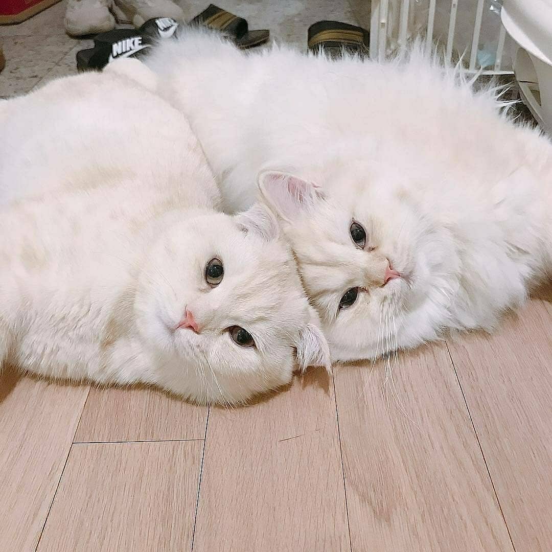 Милые коты