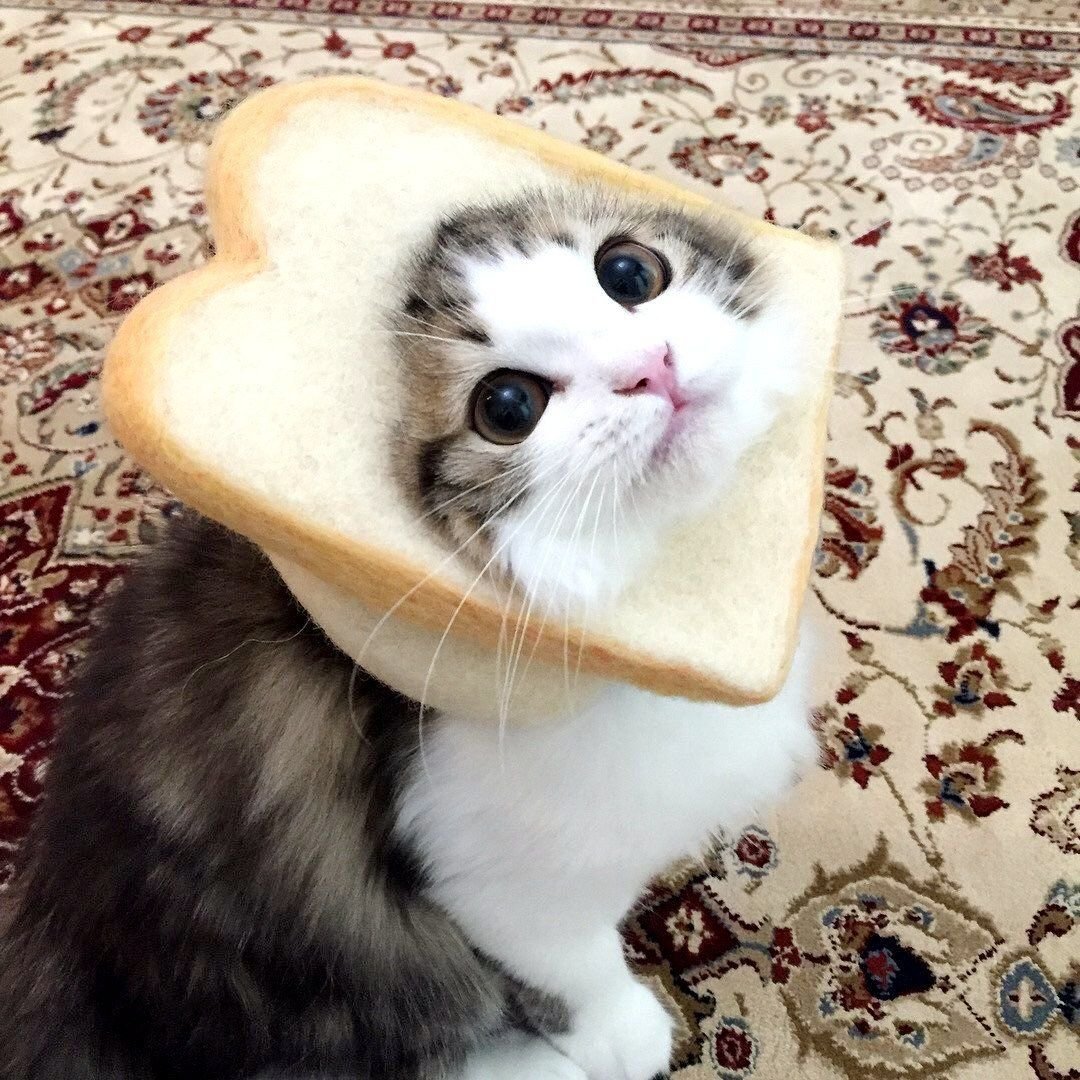 Прикольные котята