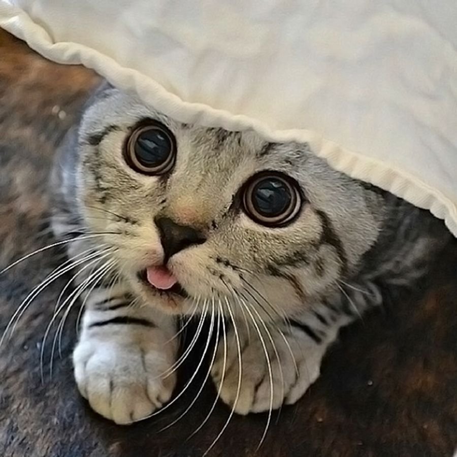 Умиленный кот