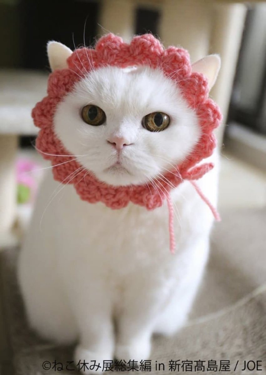Милый котик