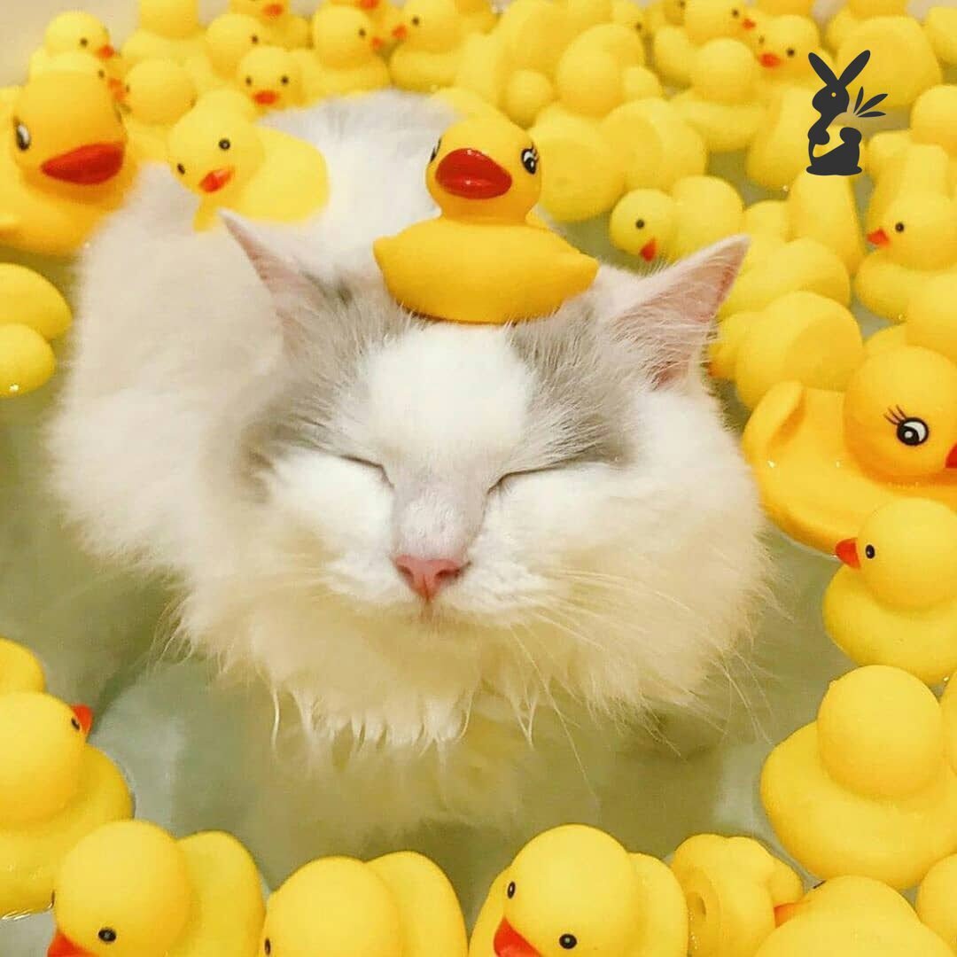 Кошка с уточками