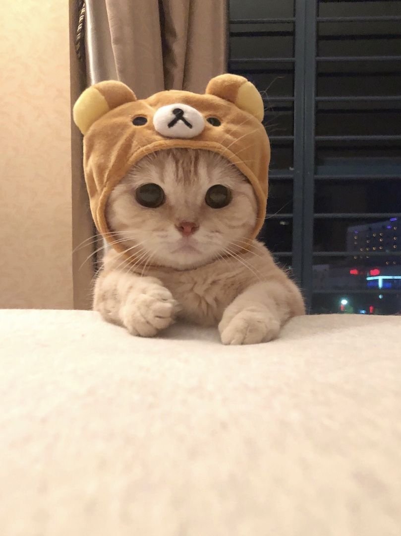 Милый котик пикча