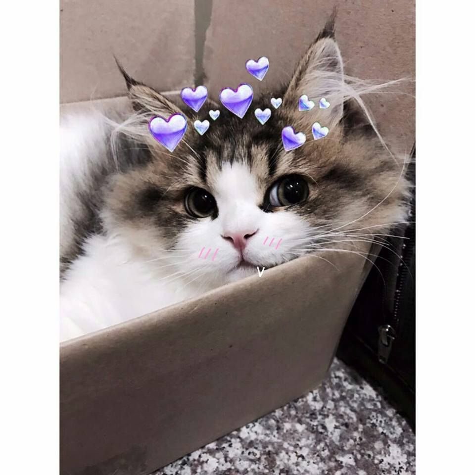 Милые котики