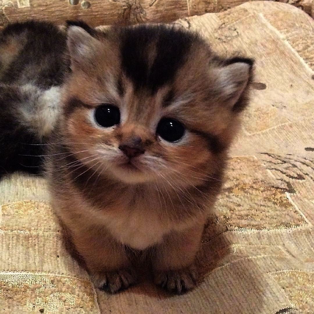 Котята милашки