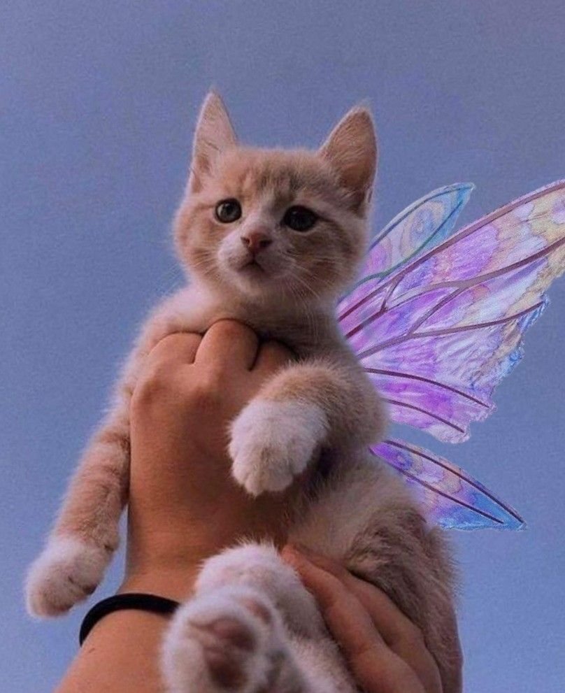 Котик Фея