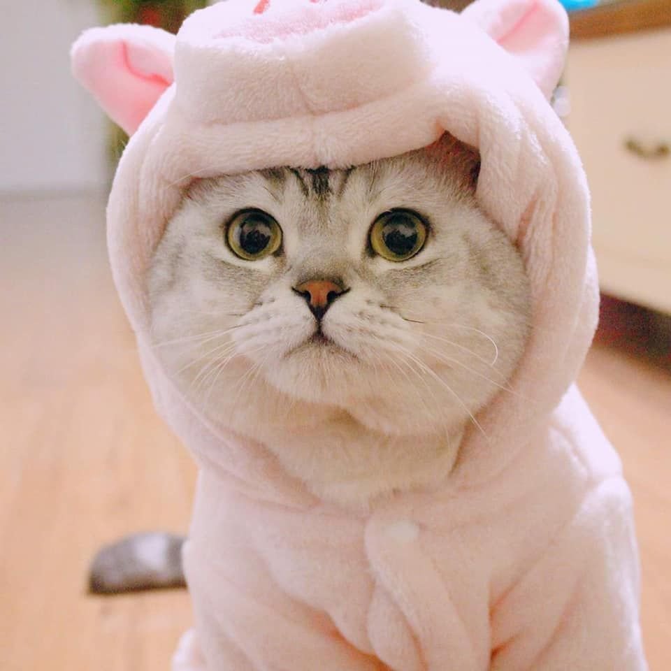 Шапочка котика