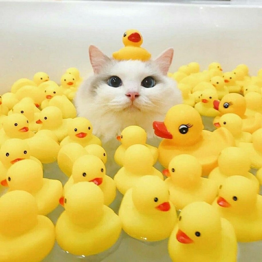 Котенок и цыпленок
