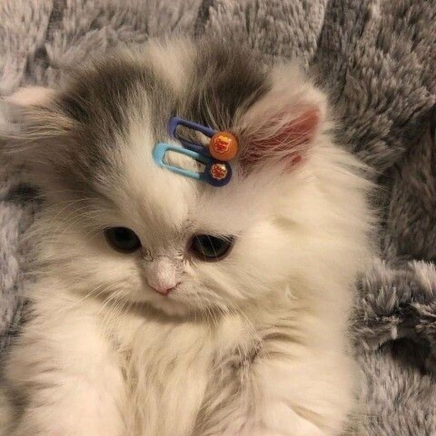 Милые котики