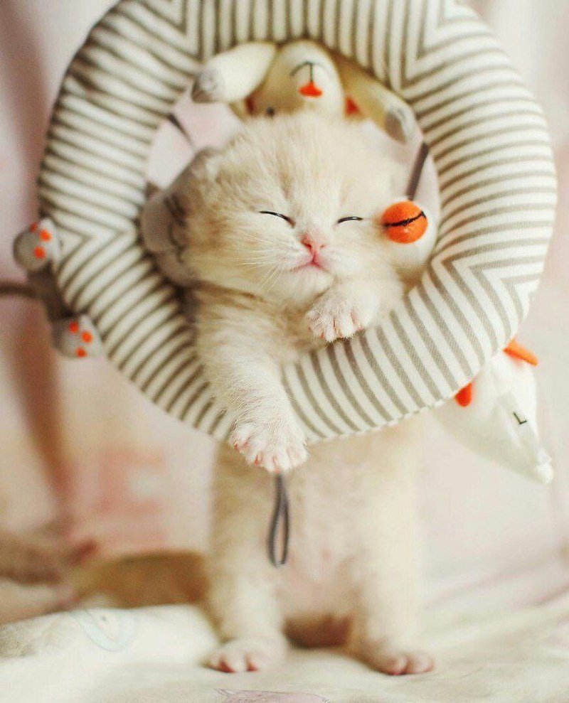 Миленькие котики