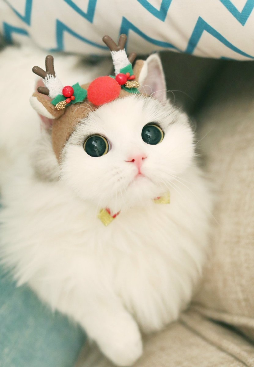 Няшные котики