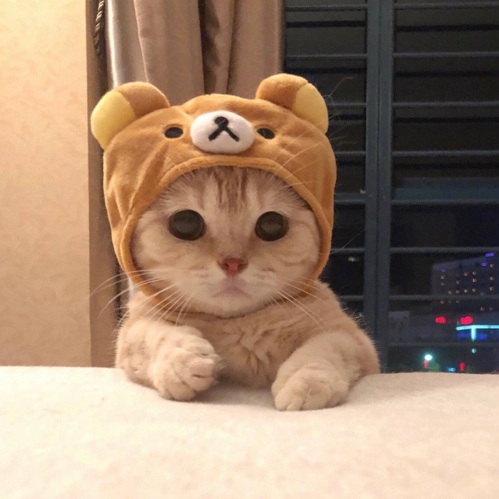 Милый котик в шапке