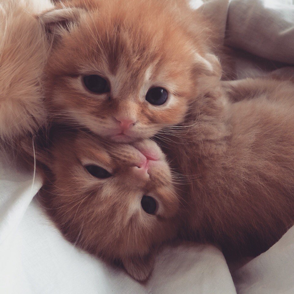 Няшные котики