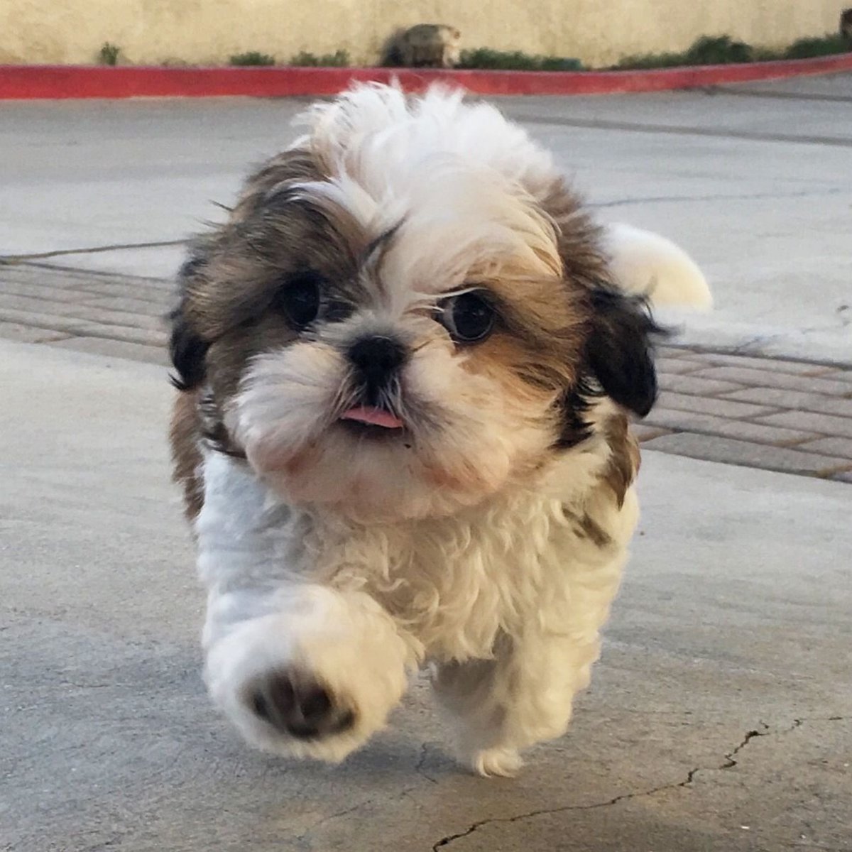 Shih Tzu Puppies